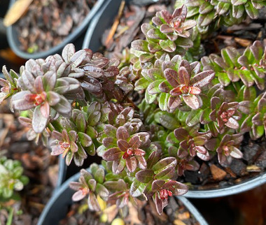 Vaccinium macrocarpum 'Hamilton'